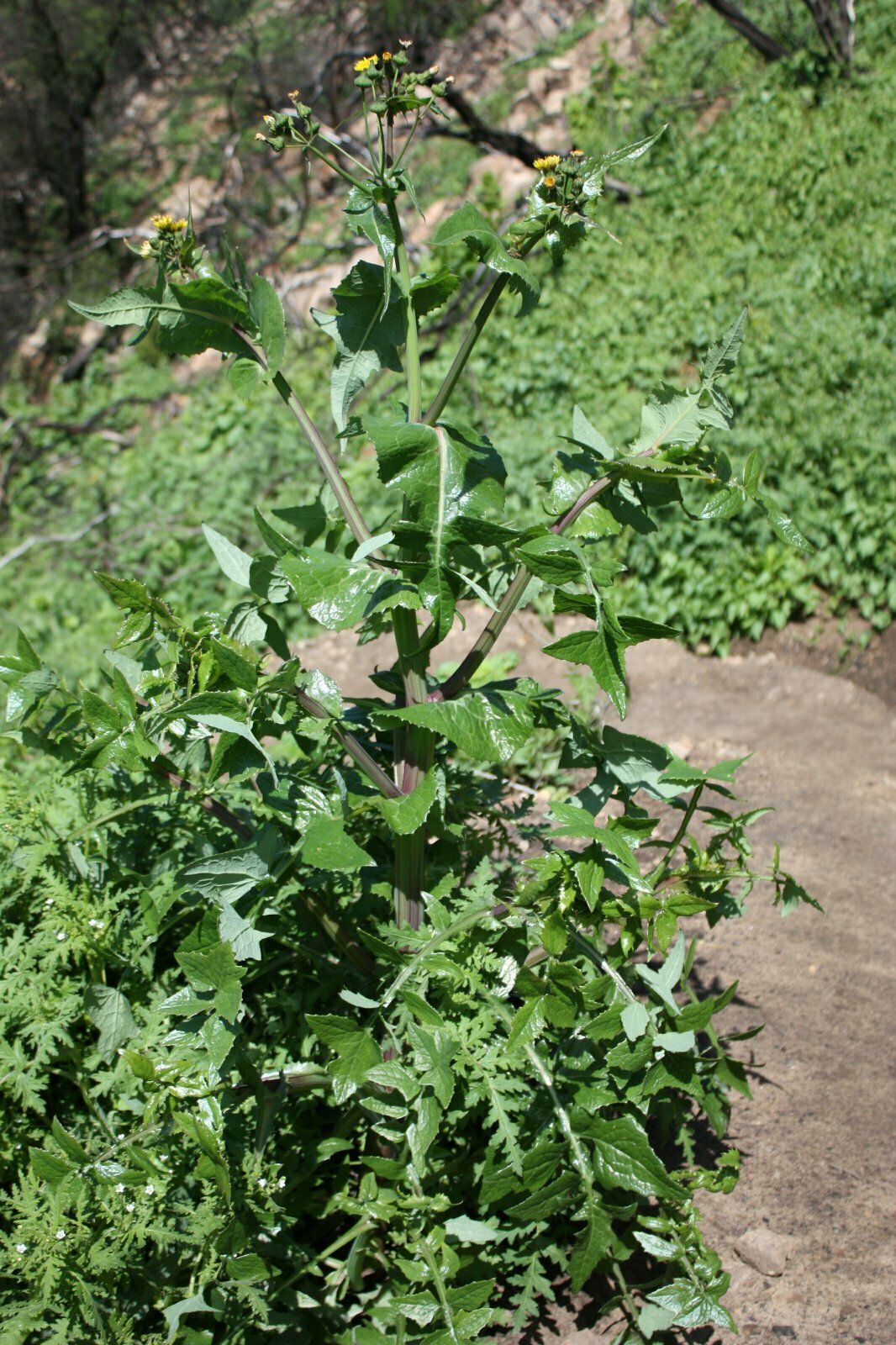 High Resolution Sonchus oleraceus Plant